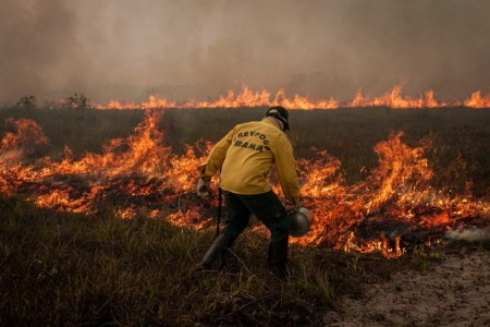 Enquanto o desmatamento remove totalmente a cobertura de vegetação nativa, a degradação enfraquece a floresta sem destruí-la por completo (foto: Vinícius Mendonça/Ibama)